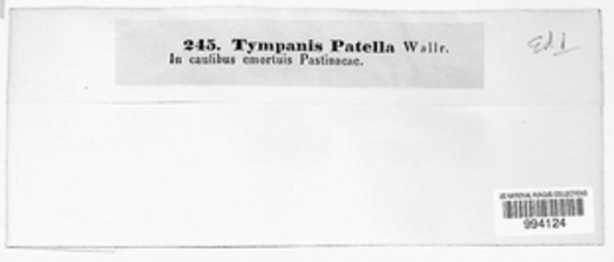 Tympanis patella image